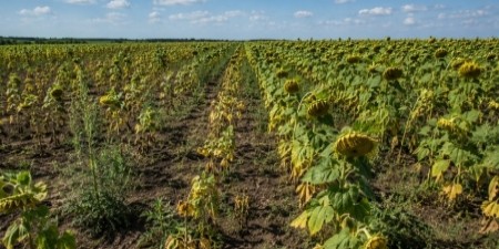 ТОП помилок при вирощуванні соняшнику, які знижують урожайність