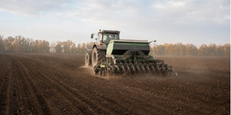 Коли сіяти озиму пшеницю: оптимальні строки та особливості пізньої сівби