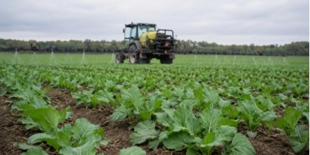 Борне підживлення ріпаку восени: коли вносити та як визначити потребу
