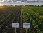 Ґрунтові та післясходові гербіциди: у чому різниця та яку схему захисту обрати