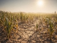 Кукурудза в умовах посухи: як зберегти врожай у 2026 році