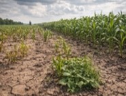 Помилки при виборі гібриду кукурудзи