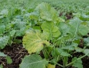 Фомоз і пероноспороз озимого ріпаку: захист посівів восени