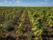 ТОП помилок при вирощуванні соняшнику, які знижують урожайність