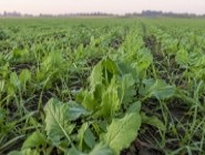 Злакові бур′яни в озимому ріпаку восени: контроль падалиці, пирію та мишію