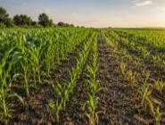Сучасні гібриди кукурудзи: на що звертати увагу при виборі FAO