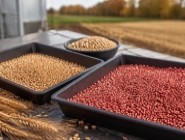 Протруювання насіння озимої пшениці та ячменю: захист сходів від шкідників