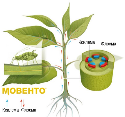 Рух Мовенто в рослині